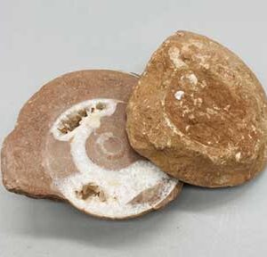 .1-.6# Ammonite Fossil pair