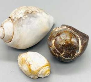 Snail Shell specimen