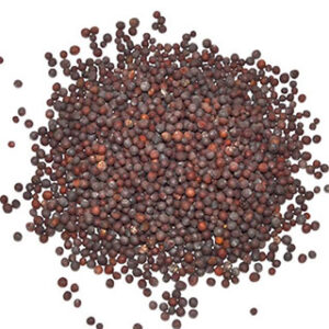 Brown Mustard Seed 1oz