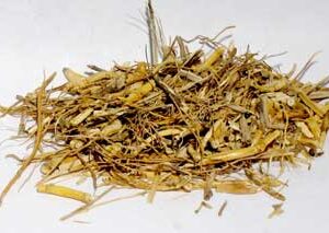 Witches Grass ( Panicum Capillare cut 2oz)
