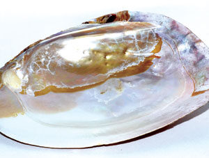 6" Shell incense Burner
