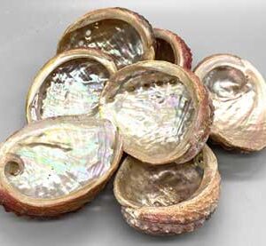 3-4" Abalone Shell incense burner