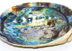 5"- 6" Abalone Shell incense burner