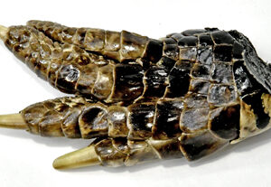 Alligator Feet small