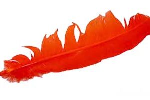 Orange feather 12"