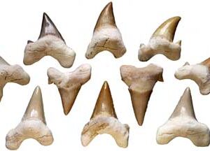 Shark Teeth